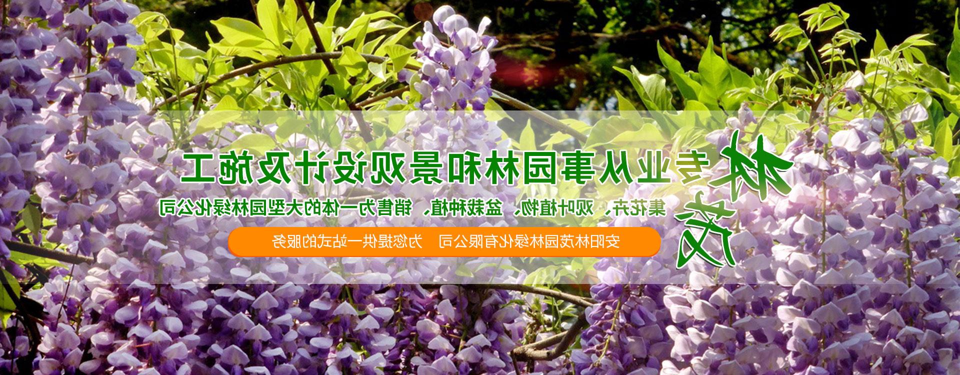 花卉盆栽苗木种植,盆栽苗木基地批发